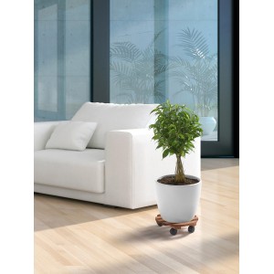 Rotelle per piante rotonde in faggio mogano con pianta in vaso bianco. Sottovaso a rotelle pratico.
