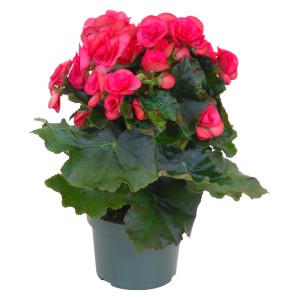 Begonia Elatior rosa in vaso (circa 13cm Ø) con fiori rigogliosi e foglie verdi.