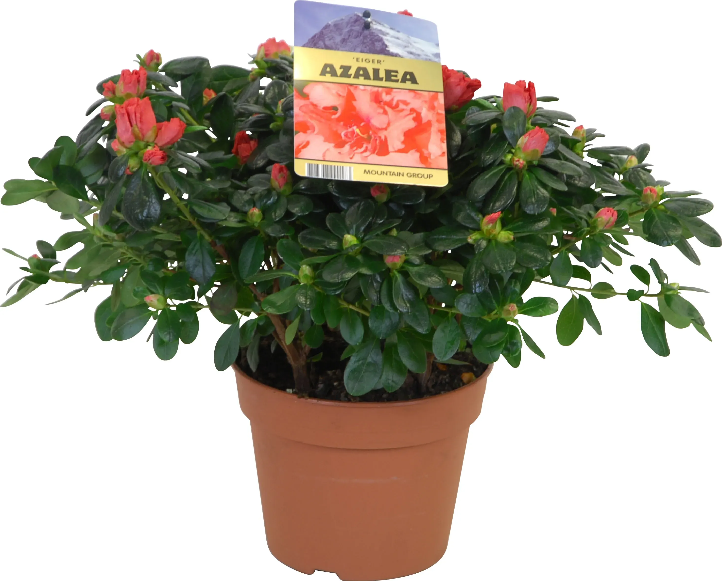 AZALEA Mollis 'Anneke', Arbuste, Jaune Vif - Pépinière Du Penthièvre - 5
