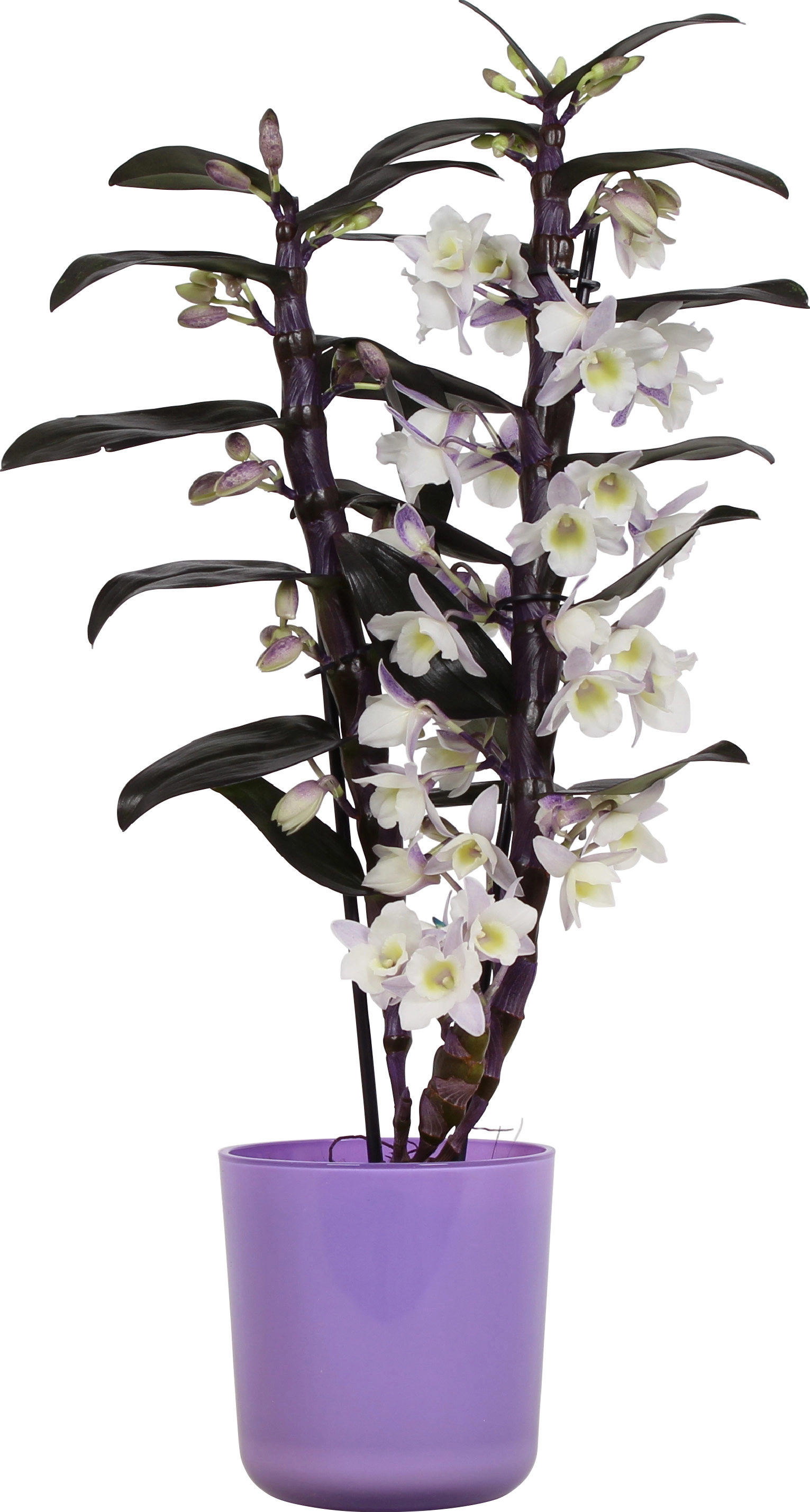 Orchidea bambù vaso in vetro Ø 12 cm