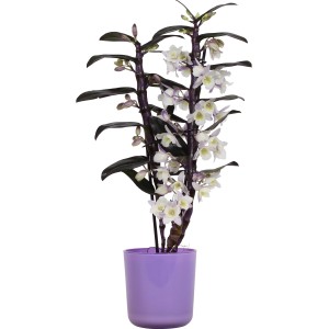 Orchidea bambù Dendrobium nobile in vaso viola, ca. 12 cm di diametro, con fiori bianchi.