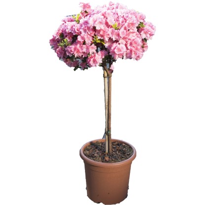 Azalea japonica Rhododendron mini alberetto