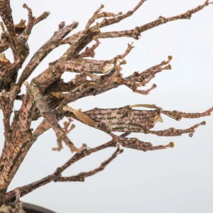 Rarepianta grassa Alberello vaso Ø 11 cm