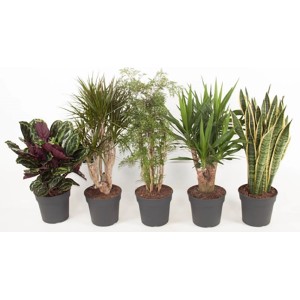 Diverse piante d'appartamento in vaso, ad es. albero del drago e sansevieria.