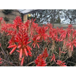 Succulenta t.b.t. in fiore con spighe rosse in un'aiuola.