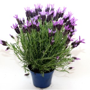 Pianta di Lavanda fiorita in vaso blu.