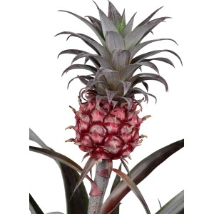GROW by OBI Pianta di ananas Ananas Candido in vaso, pianta fiorita decorativa con frutto.