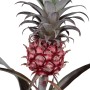 GROW by OBI Pianta di ananas Ananas Candido in vaso, pianta fiorita decorativa con frutto.