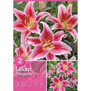 Gigli Stargazer rosa, bulbi estivi per il giardino.