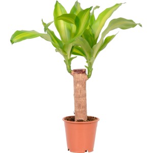 Dracaena Massangeana in vaso, ca. 12 cm di diametro, con foglie verdi e gialle.
