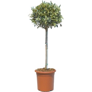 Albero ornamentale in vaso, albero decorativo per giardino e terrazza.