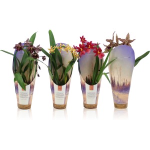 Orchidee Cambria assortite con fiori colorati in vaso, altezza 35-50cm.