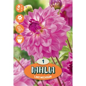 Dalia Lake Michigan viola come bulbo da fiore per aiuole e giardini.