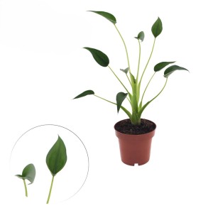 Pianta verde da interno t.b.t. in vaso marrone, dettaglio delle foglie.