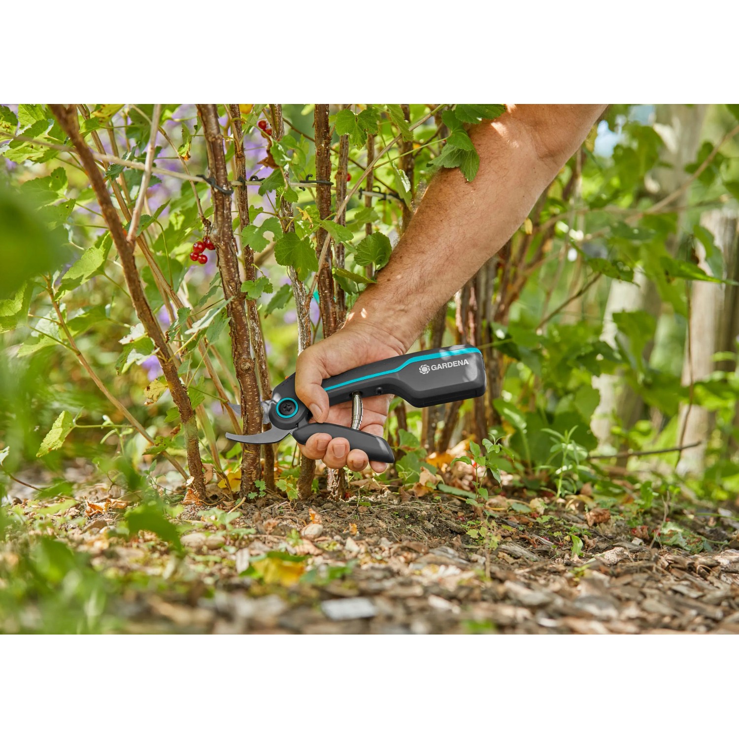 Gardena Assistcut cesoie da giardino a batteria in uso per tagliare rami.