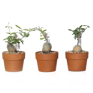 Fockea edulis Caudiciforme in vaso Ø 10,5 cm