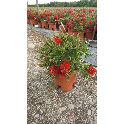 Callistemon `Captain Cook`