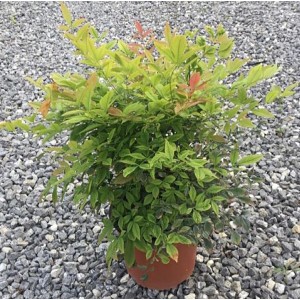 Arbusto t.b.t. in vaso con foglie verdi e rosse. Pianta ornamentale da giardino.