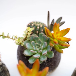 Composizione di cactus con succulente in vaso, vari tipi.