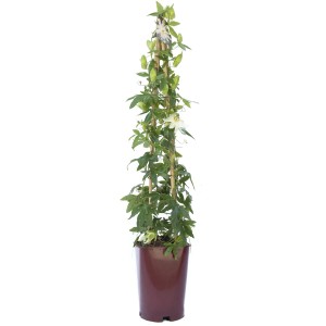 Passiflora in vaso con supporto per rampicanti. Pianta rampicante fiorita con foglie verdi.