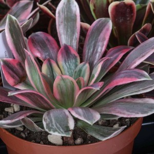 Aeonium piante succulente vaso Ø 12 cm