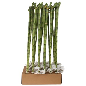 Lucky Bamboo Dritto Vaso 1 cm
