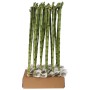 Lucky Bamboo Dritto Vaso 1 cm