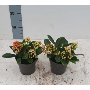 Due piante in vaso t.b.t. con foglie verdi e bacche colorate come composizione di piante da interno.