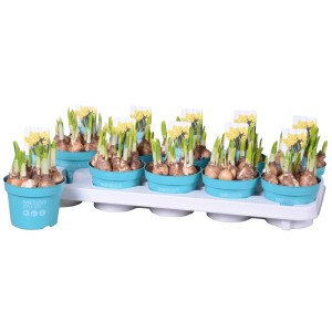 Narcisi in vasi blu su un vassoio. Fiori primaverili per il giardino o il balcone.