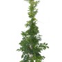 Pianta rampicante Wisteria in vaso, foglie verdi.