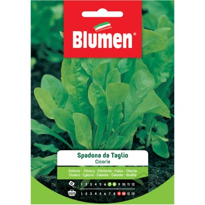 Semi Blumen Cicoria Spadona da taglio