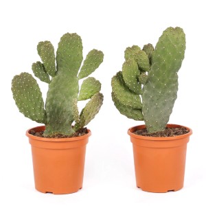 Opuntia consolea piante grasse vaso Ø 17 cm