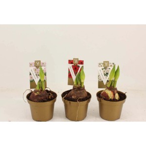 Tre bulbi di Amaryllis in vaso con diversi colori di fiori.