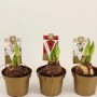 Tre bulbi di Amaryllis in vaso con diversi colori di fiori.
