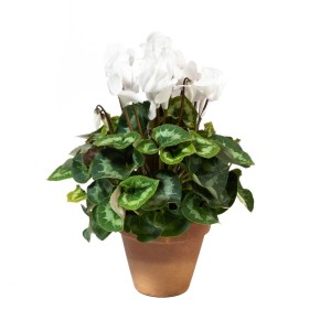 Ciclamino bianco (t.b.t.) in vaso di terracotta.