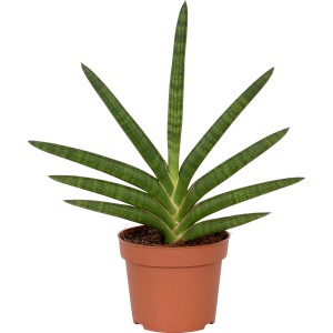 Motum Kenya (Sanseveria) in vaso, pianta d'appartamento verde con foglie erette.