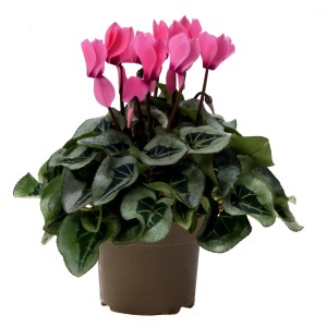 Ciclamino rosa "Midi" in vaso (circa 10,5 cm Ø) con foglie decorative.