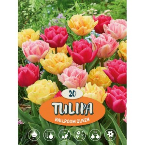 Bulbi da fiore colorati Tulipa 'Ballroom Queen', 20 pezzi, fioritura primaverile.