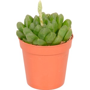 Haworthia mini mix in vaso (Ø 5,5 cm), succulenta verde con bocciolo.
