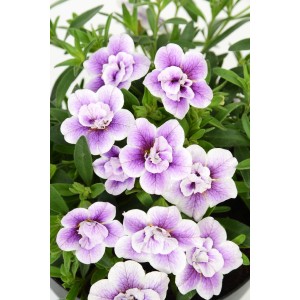 Calibrachoa Double Light Violet in vaso, pianta pensile con fiori viola e bianchi.