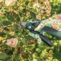 Cesoie a batteria tagliano rami di rosa, con guanto da giardinaggio.