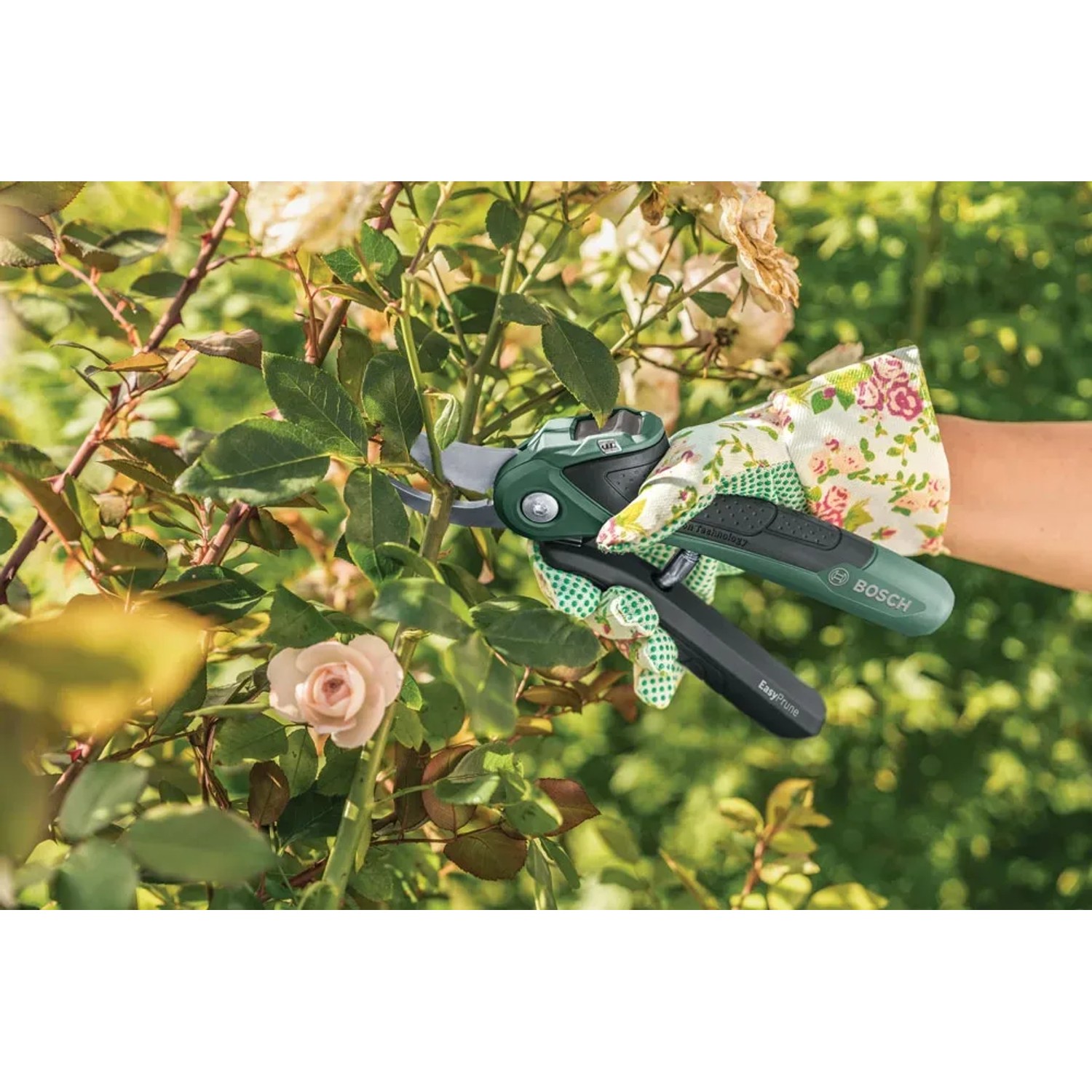 Cesoie a batteria tagliano rami di rosa, con guanto da giardinaggio.