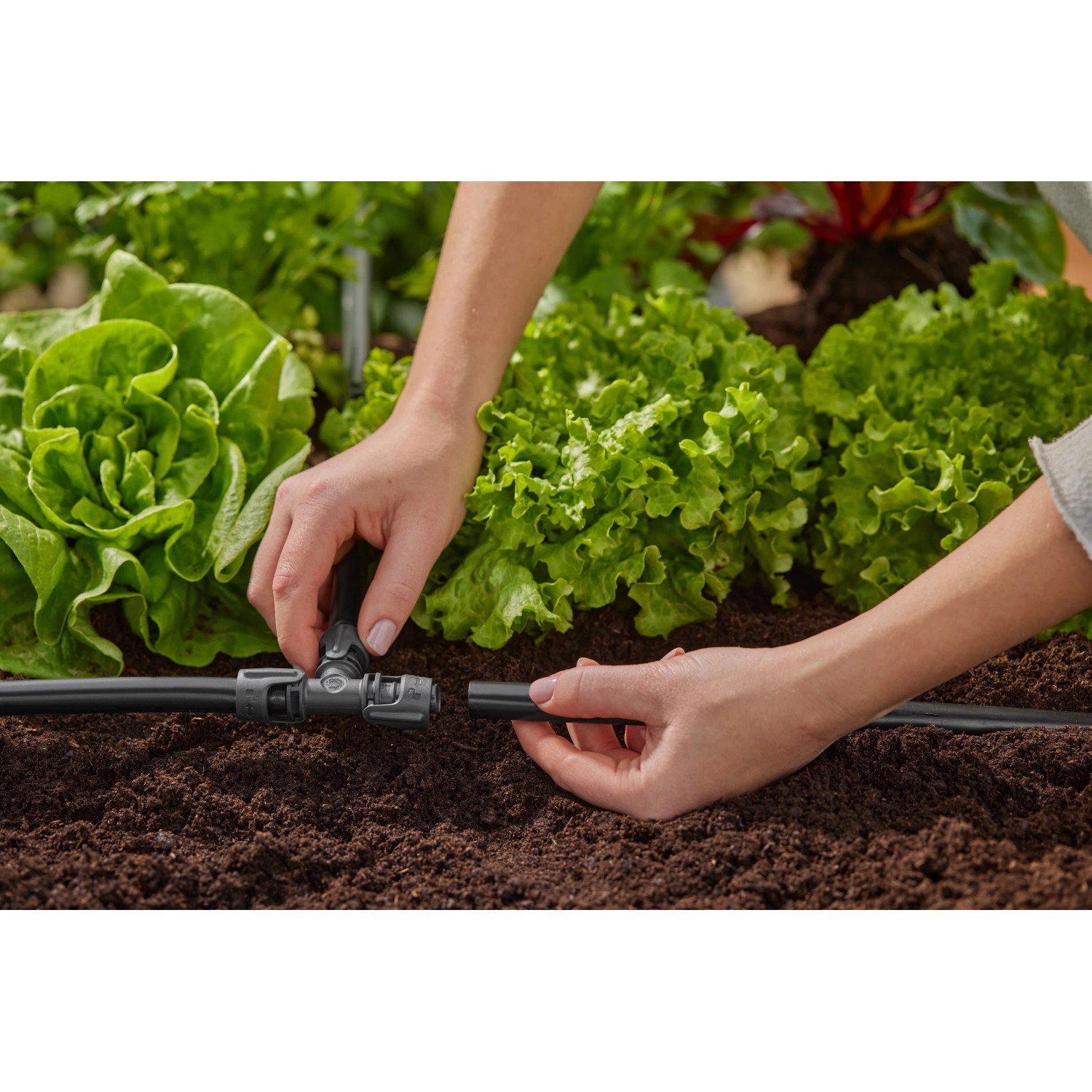 Installazione di un raccordo a T per irrigazione interrata in giardino.