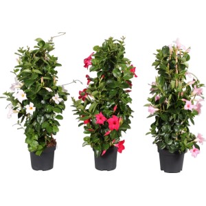 Tre piante t.b.t. in diversi colori (bianco, rosso, rosa) in vaso, un'aggiunta attraente per qualsiasi giardino.