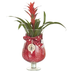 Composizione di piante per interni decorativa in vetro con fiore rosso e nastro natalizio.
