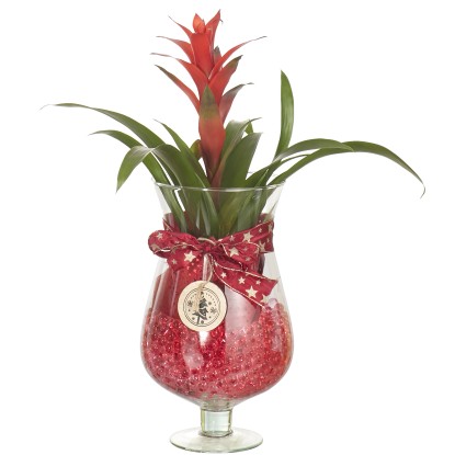 Composizione natalizia guzmania in vaso di vetro