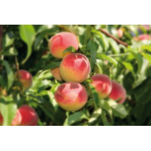 Peschi (pesche) fresche e mature sull'albero con foglie verdi.