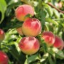 Peschi (pesche) fresche e mature sull'albero con foglie verdi.