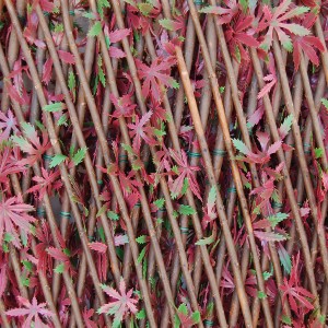 Frangivista flessibile 't.b.t.' con foglie rosse e verdi, ideale come arella o per ombreggiare.