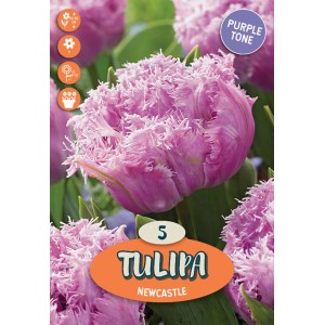 Primo piano di un tulipano viola 'Newcastle' con petali frangiati. Bulbo da fiore.